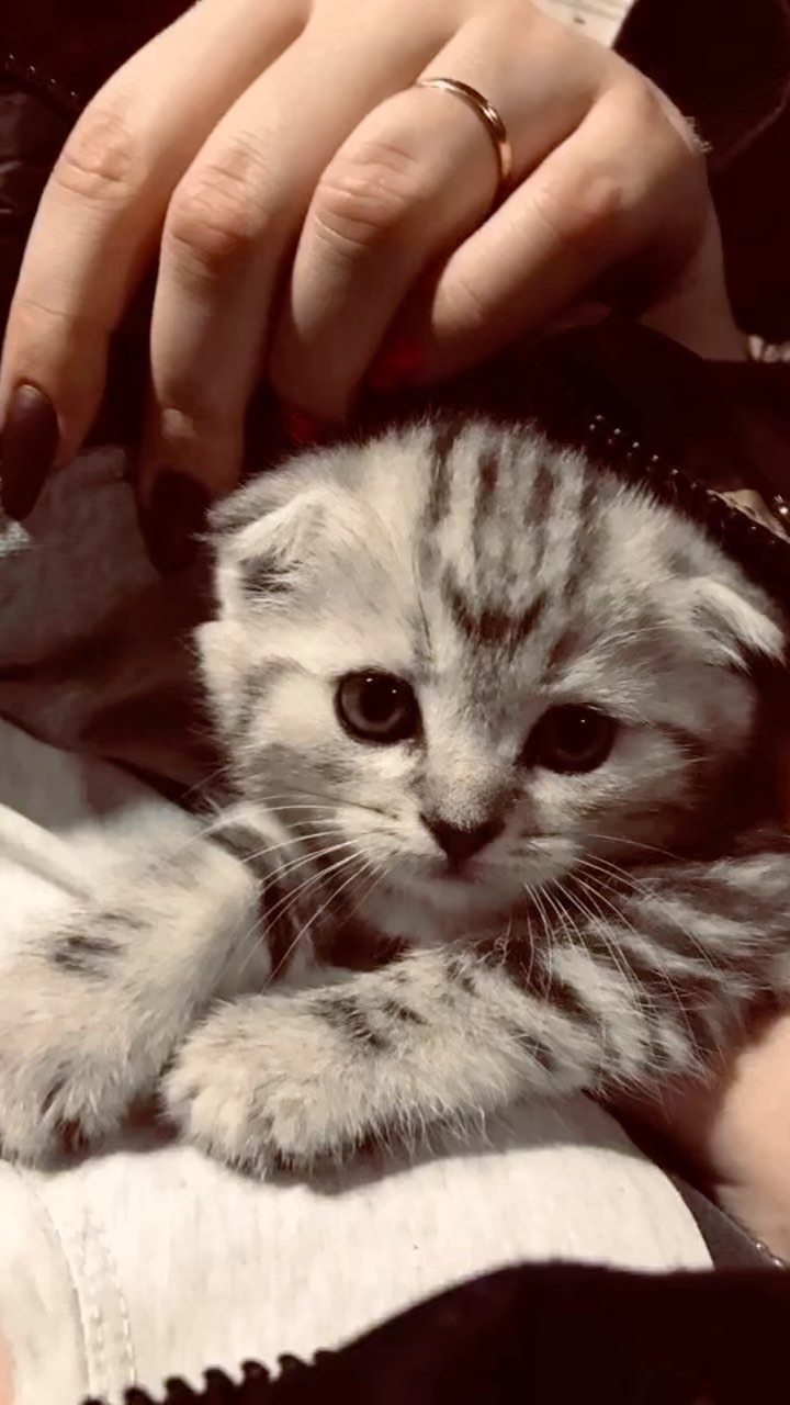 _an_anlex_93_ в LOOKY. . Мурлыка моя 😻♥️