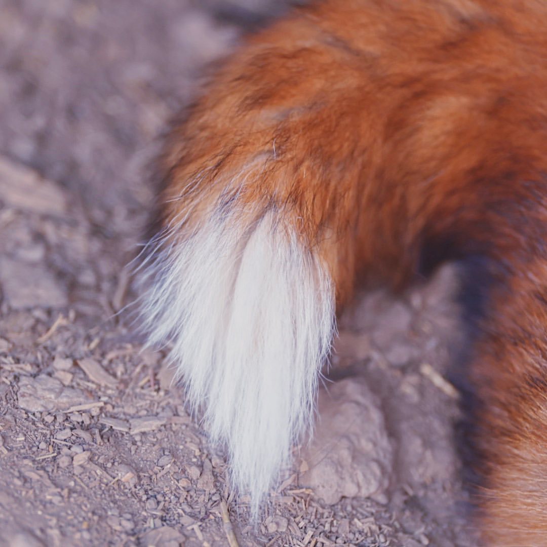 myfoxfamily in LOOKY. . Друзья, я за пропага...