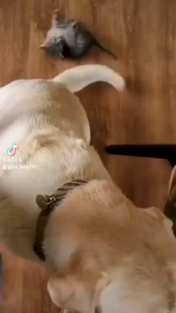 ola_kola707 в LOOKY. #catsoftiktok,#petsoftiktok,#cutemoment,#pet,#interesting,#funny,#cats,#cool,#cute,#petlover,#cure. #catsoftiktok #petso...