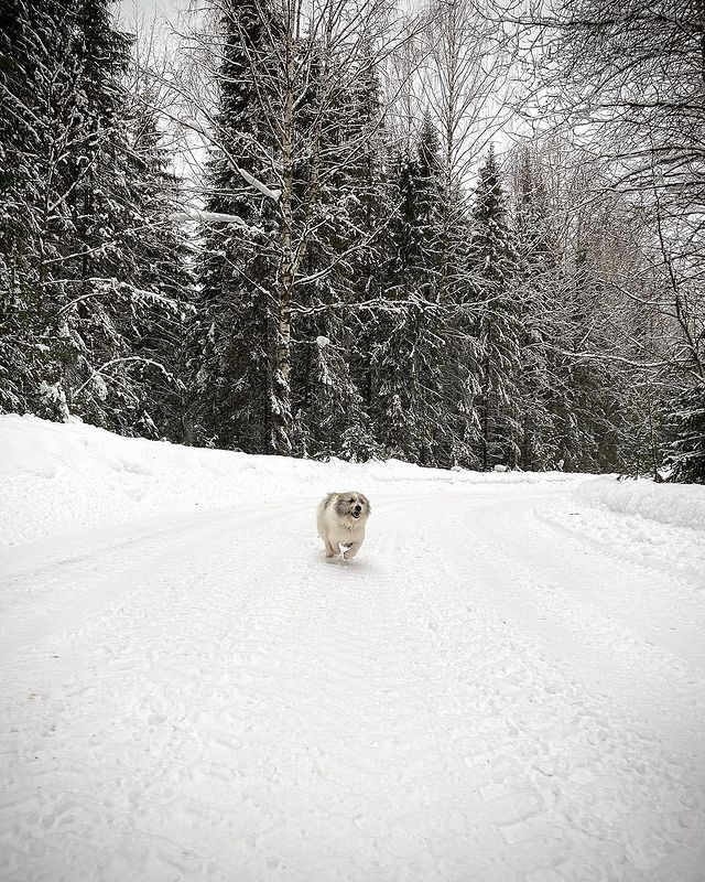 lera_z_p_o в LOOKY. . Winter ❄️