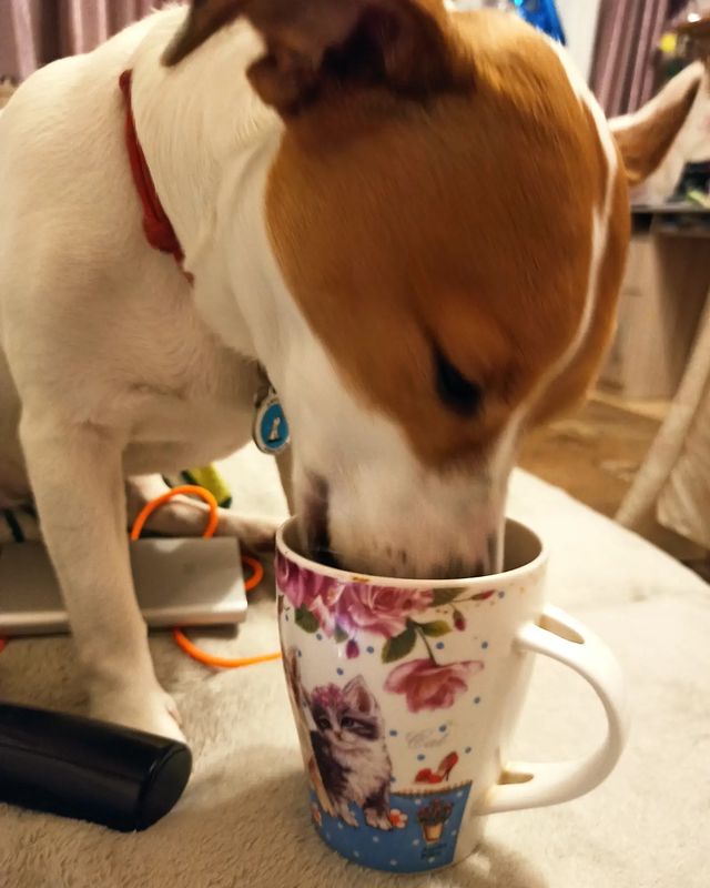 jessi_e_jackrussell в LOOKY. #джекионитакие🐕,#джекрасселтерьер,#джекрассел. А из кружки намного ...