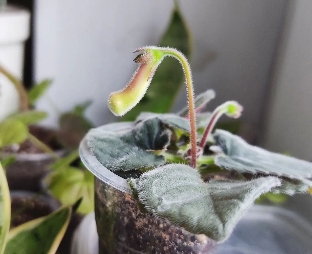 korshun_plants в LOOKY — Трепетное ожидание😍

Какого будет цвета цветочек? Будет ли 