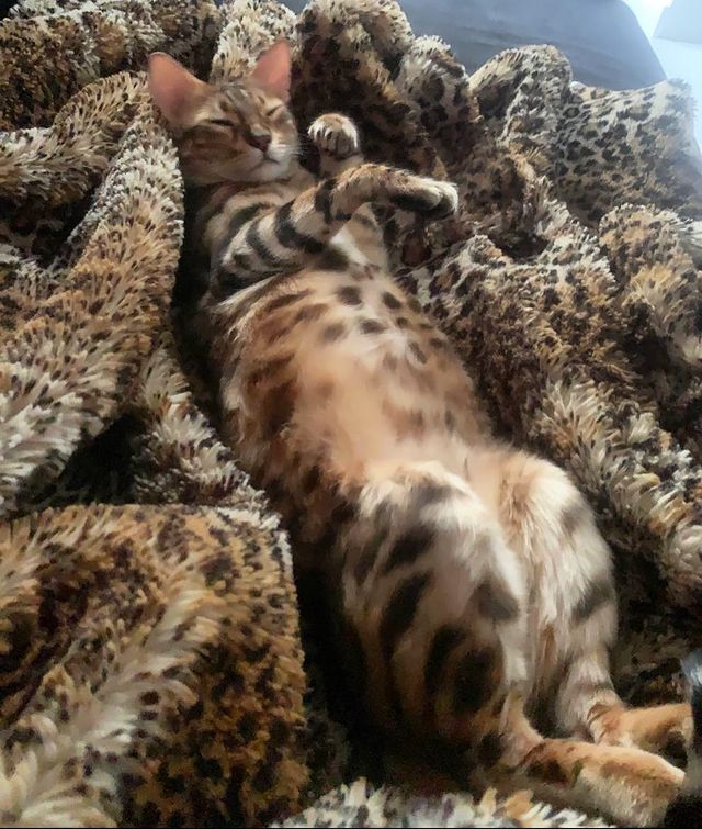 hunter.bengalcat в LOOKY. #бенгал,#bengal,#bengalcat,#бенгальскийкот,#бенгальскийкотенок,#кот,#cat,#котенок,#hunter,#хантер,#khan,#хан,#honey,#хани. Vibes 💤 

Коленочки...