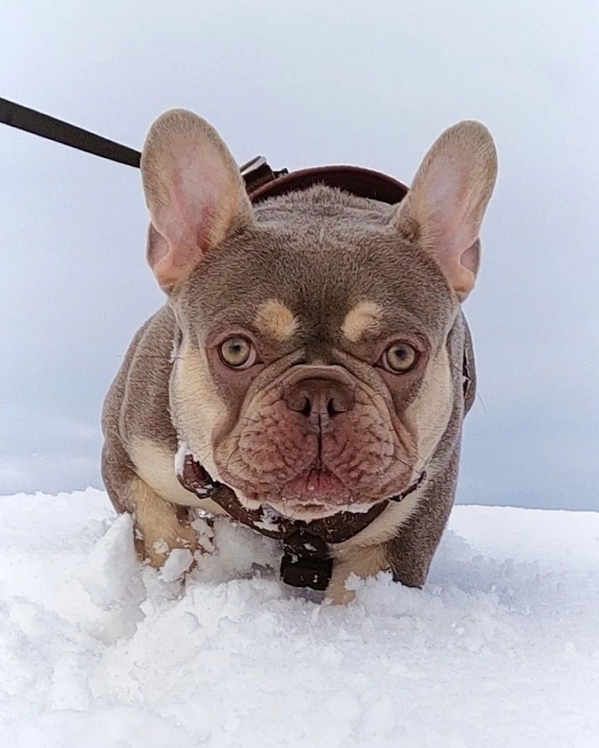 nastasya.lipbulldog в LOOKY — Провожаем пушистый снег 🥶

#loveabulli #frenchuepuppy #fren