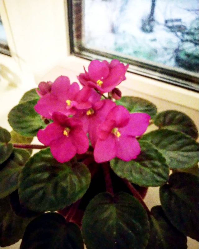 kristina_tyleneva в LOOKY. #фиалка#красавица#радуетглаз. #фиалка#красавица#ра...