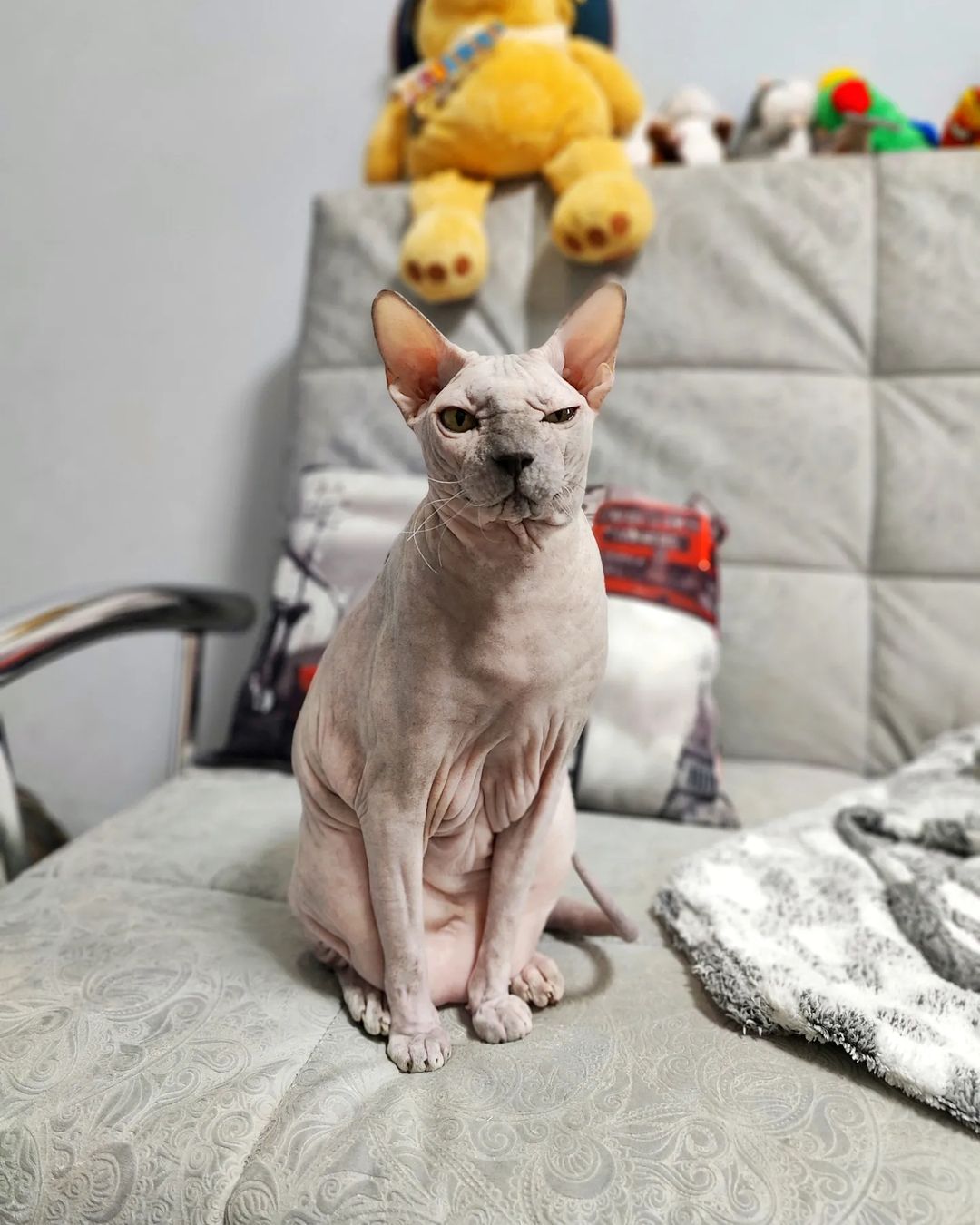 eva_sphynx_cat в LOOKY — фото 2
