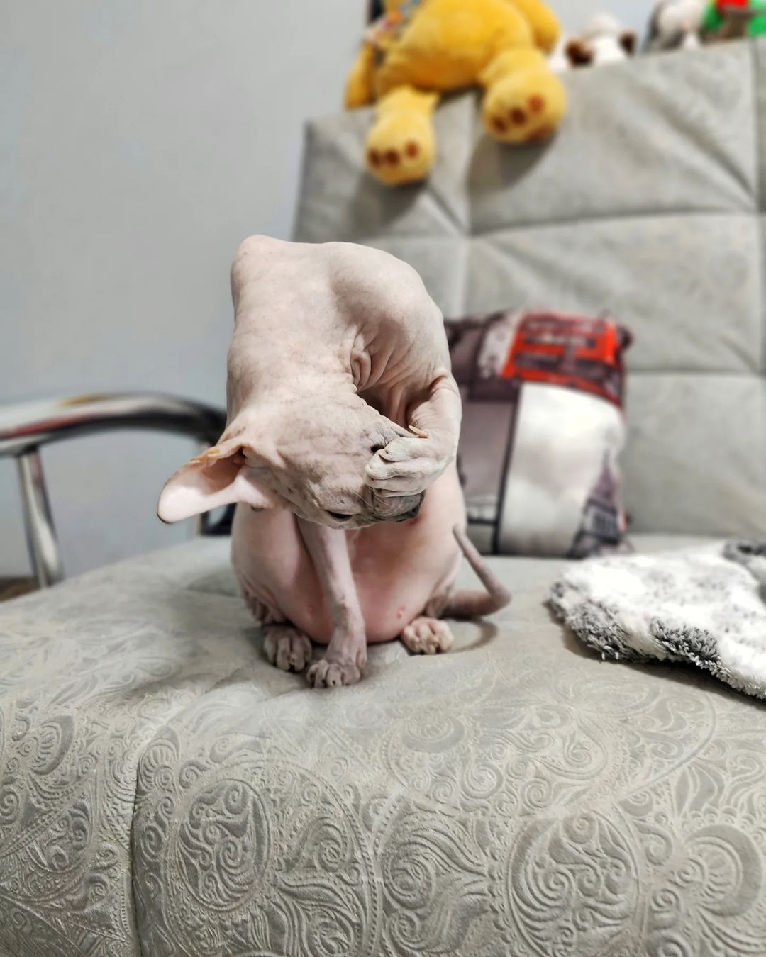 eva_sphynx_cat в LOOKY — фото 3