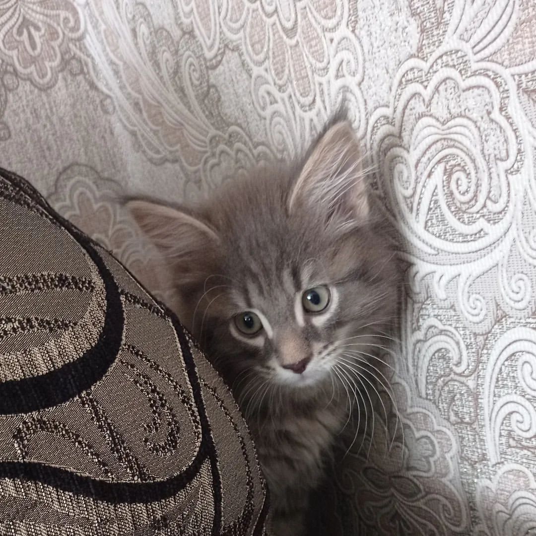 yulia.teb в LOOKY — Друзья! Нужна Ваша помощь 🙏

У нас новый питомец, маленький