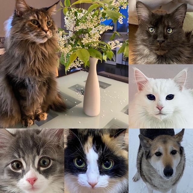 dinn_xt в LOOKY. #котомания,#денькотиков,#праздниккнамприходит. Ну что, наши любимые...