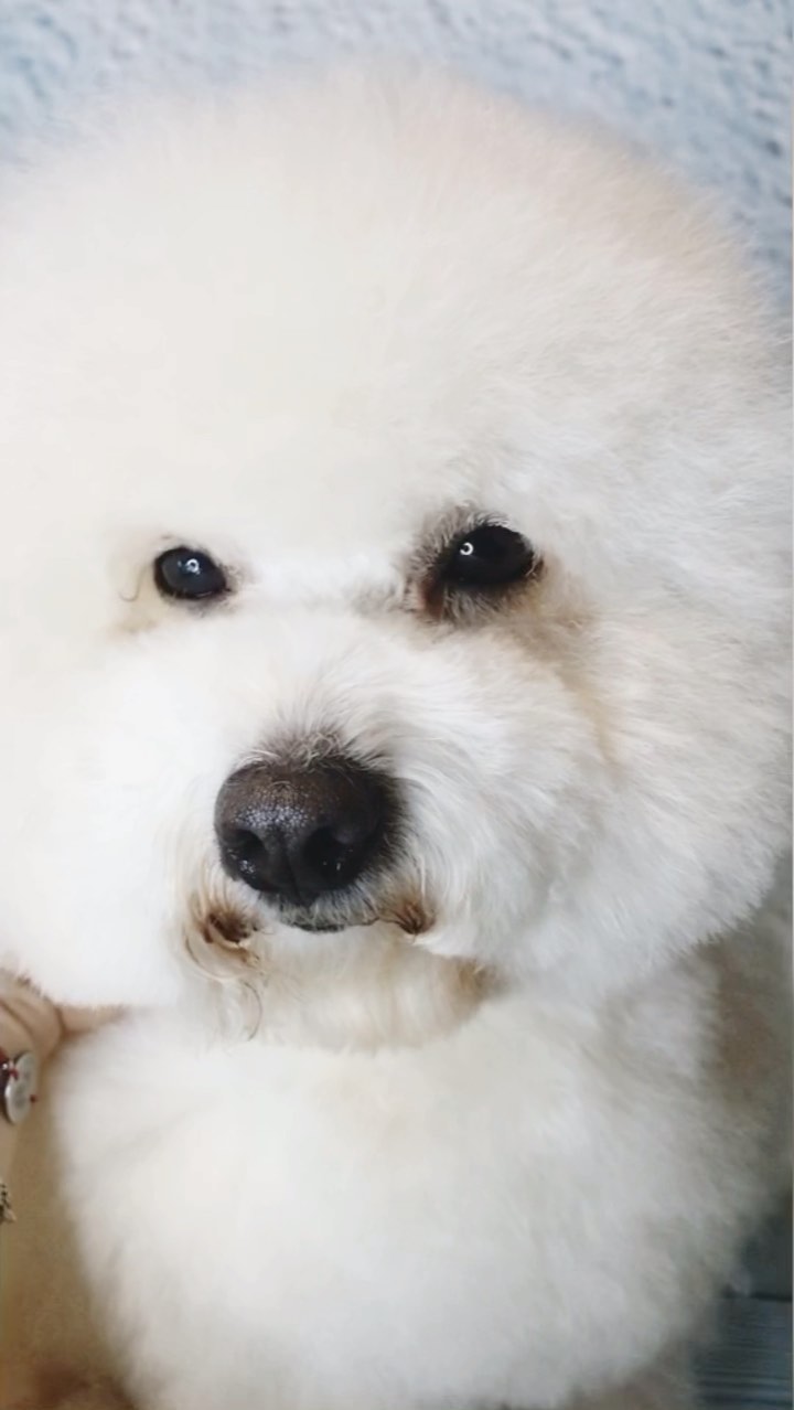 groomer.tih_bezam в LOOKY. #стрижкашпица,#стрижкасобактихорецк,#грумингсалонтихорецк,#грумервтихорецке,#стрижкасобаквтихорецке,#groomertih,#sobakitih,#собакитихорецк,#уходзасобакойтихорецк,#грумертихорецк,#триммингтихорецк,#цвергшнауцер,#стрижкасобактихорецкийрайон,#грумингтихорецк,#tih,#dogtih,#бантикиручнойработы,#подстричьсобакутихорецк,#dog,#strijkasobaktihoreck,#вычессобак,#бишон,#груминг,#стрижкайорка,#лучшийгрумертихорецк,#doggroomer,#poodle,#bischonfrise,#dog,#пекинес. Видосик из вашей люб...