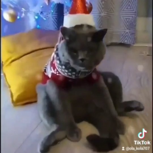 ola_kola707 в LOOKY. #кот,#прикол,#смешныеживотные,#смешныекоты,#приколыскотами,#котыприколы,#смешноевидео,#хочуврек,#подборка,#топ,#рек,#годнота,#cutecat,#catphotos,#catsoftiktok,#catoftheday,#caturday,#catlife,#gato,#pet,#kitten,#cat,#catlover,#meow,#cute,#funny,#fypシ,#counterstrike,#csgo. Xmas Bomb #кот #прик...