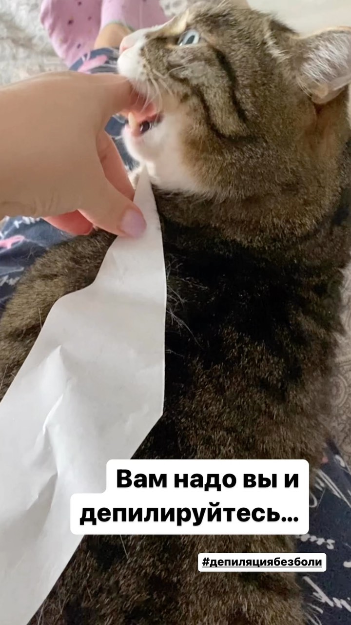 marsik_cat_playful в LOOKY. . null