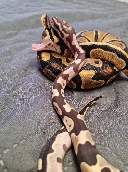 kayttik в LOOKY. #Лысыезмеи,#лысик,#региус,#БрайянБарчак,#основатель,#ВНВReptiles,#змеи,#питоны,#королевскийпитон,#питомцы,#питонцы,#лысыйпитон. #Лысыезмеи есть, сам...
