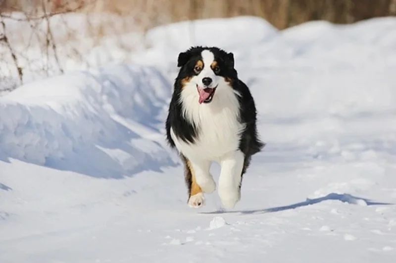 iz_doma_korolevoi_kennel в LOOKY — фото 2