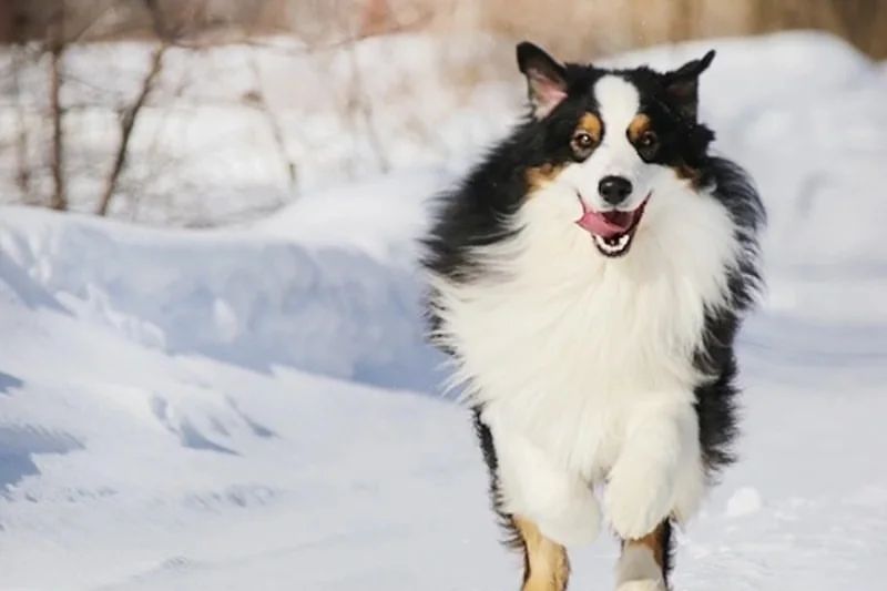 iz_doma_korolevoi_kennel в LOOKY — фото 4