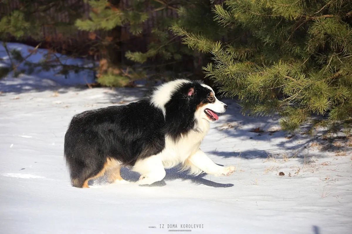 iz_doma_korolevoi_kennel в LOOKY — фото 5