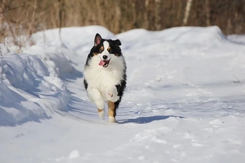 iz_doma_korolevoi_kennel в LOOKY — фото 7