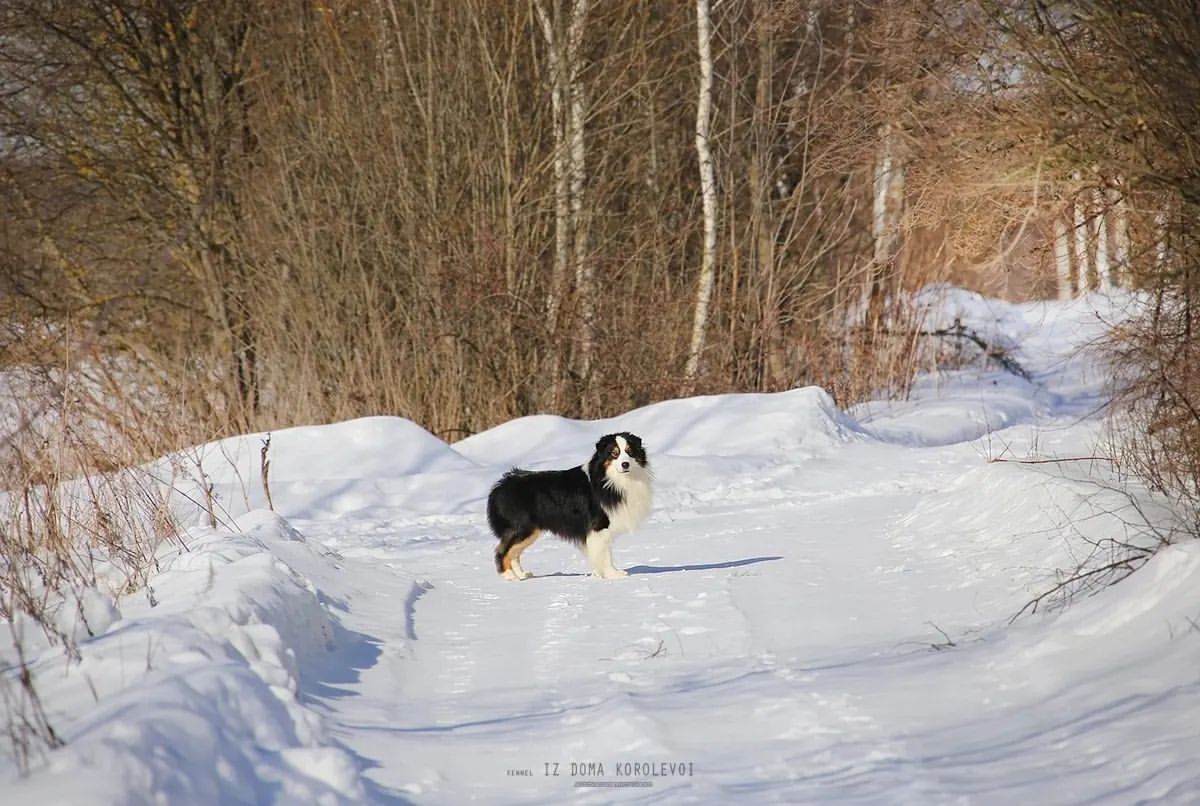 iz_doma_korolevoi_kennel в LOOKY — фото 6