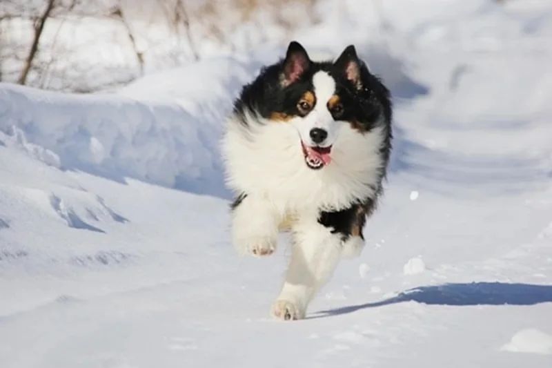 iz_doma_korolevoi_kennel в LOOKY — фото 3