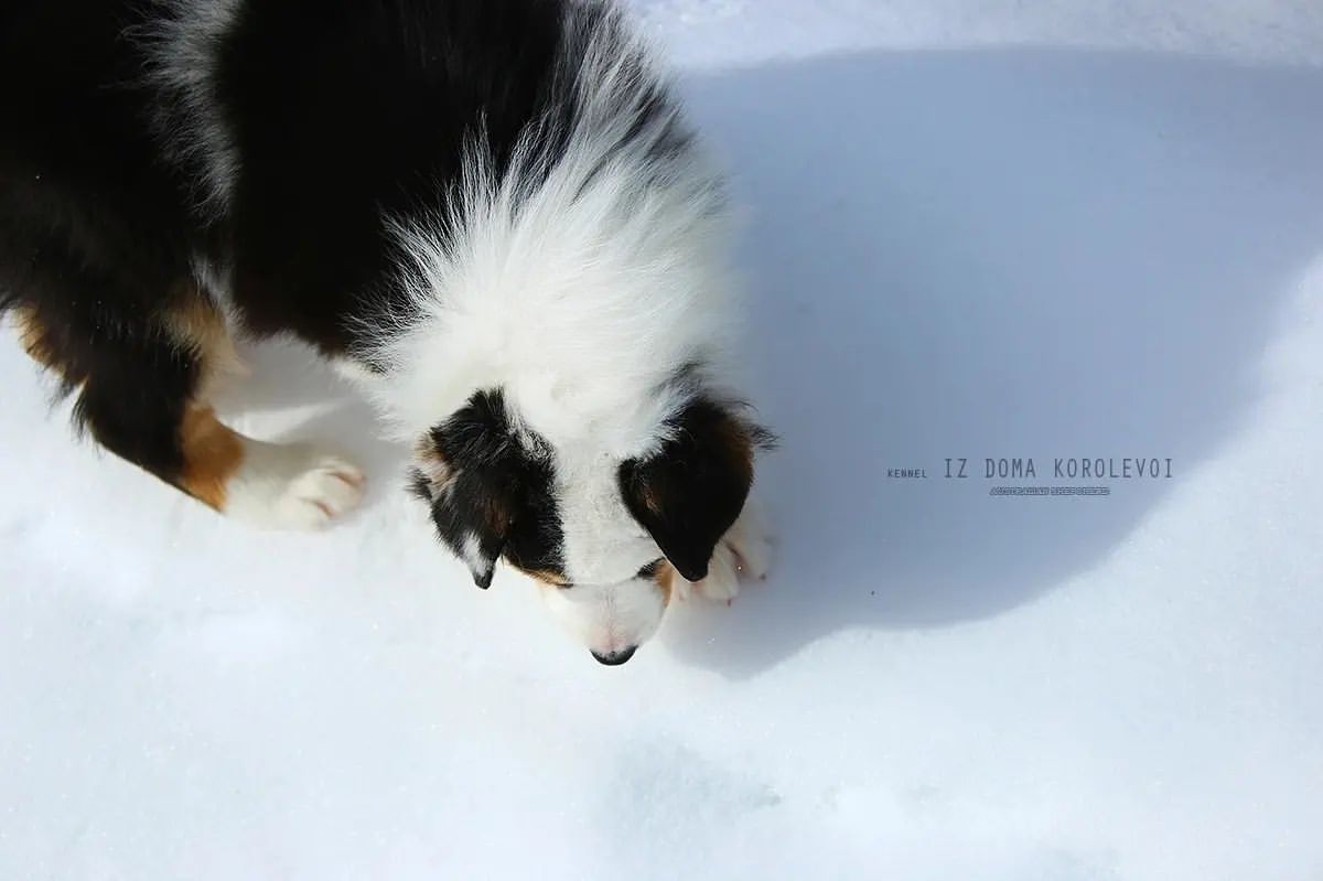 iz_doma_korolevoi_kennel в LOOKY — фото 3