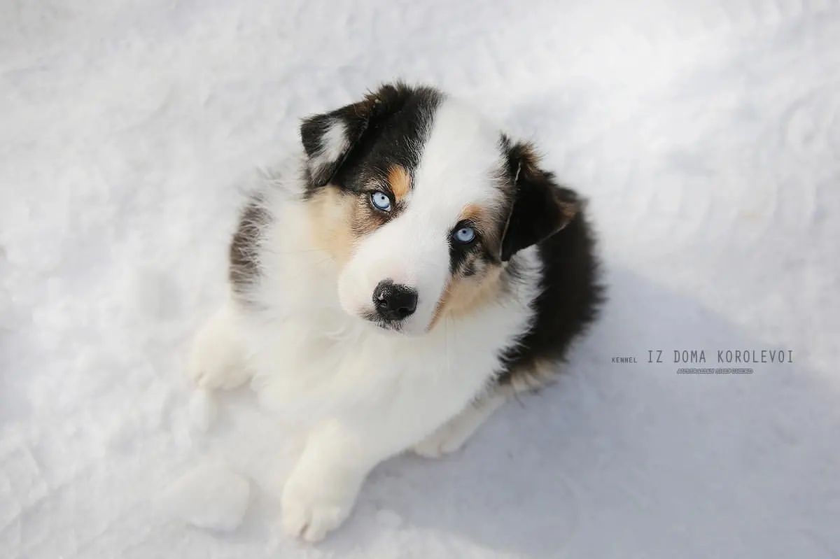 iz_doma_korolevoi_kennel в LOOKY — фото 2