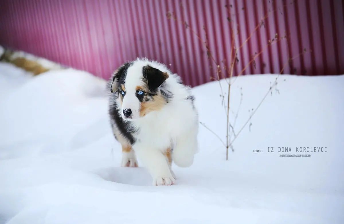 iz_doma_korolevoi_kennel в LOOKY — фото 3