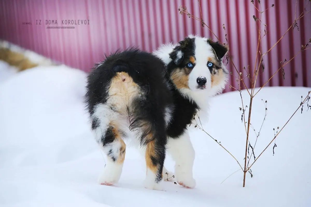 iz_doma_korolevoi_kennel в LOOKY — фото 2