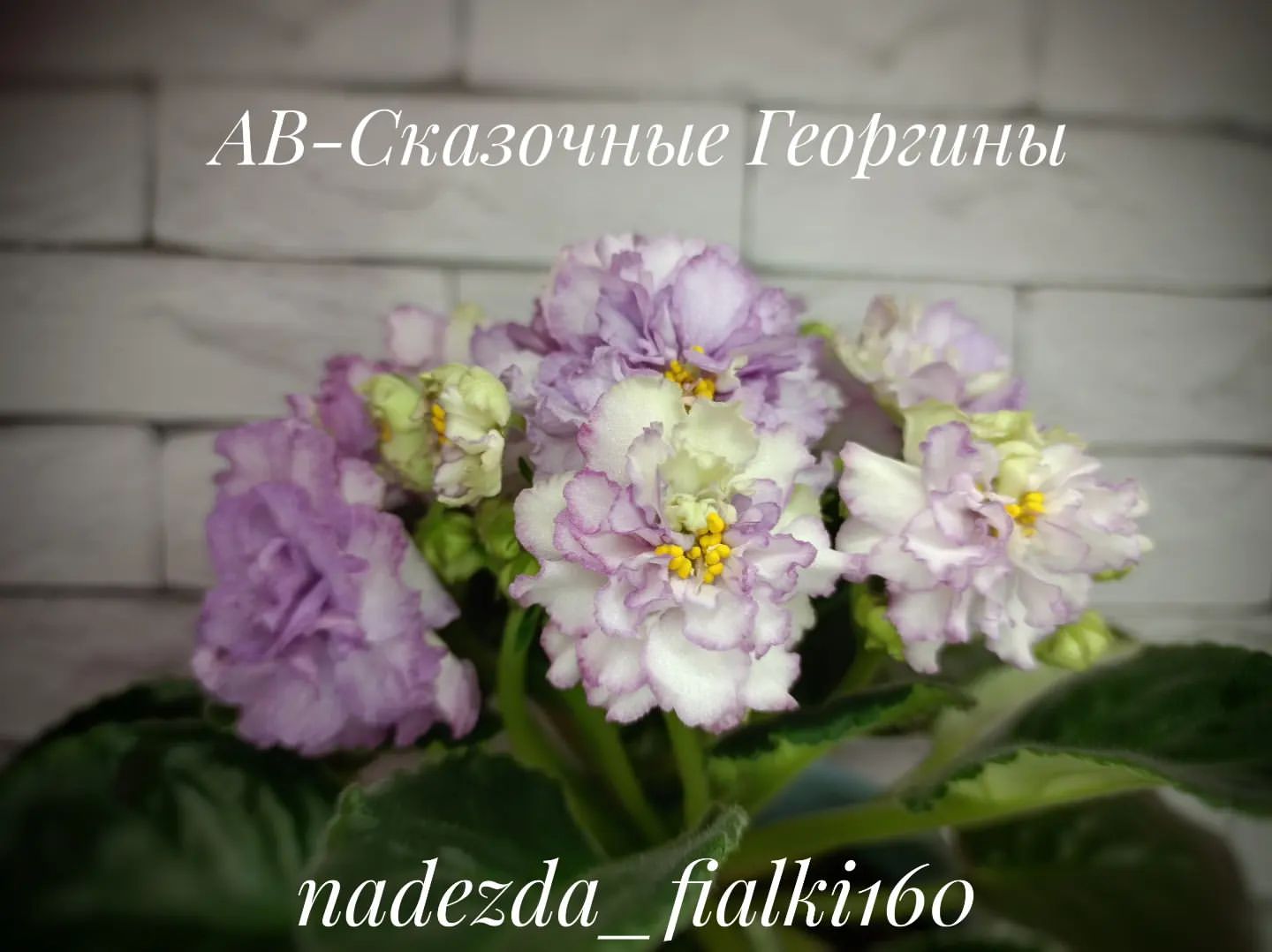 Давно не показывала здесь свои фиалочки. 
Они занимают много времени и доставляют массу положительных эмоций

#фиалки
#фиалкисортовые
#комнатныецветы
#цветы
#сенполии