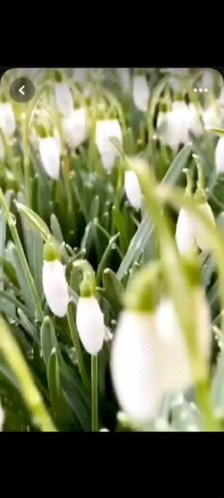 doluska_ в LOOKY. . С первым днём весны!