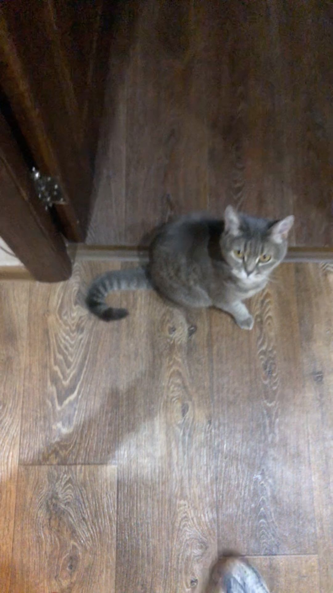 a1exfebruary в LOOKY. #cat,#reels,#funny,#like,#instalike,#catlovers,#catlife,#instacat. Funny cat #cat #reel...