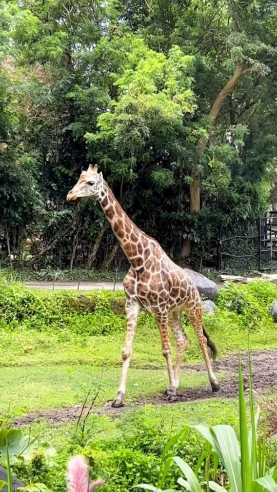 usmur в LOOKY. . Красавица 🦒💚