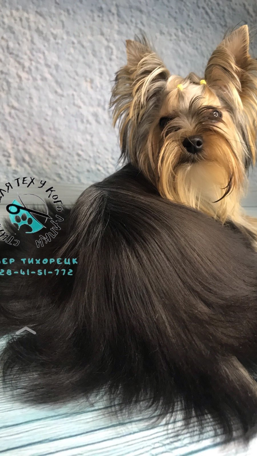 groomer.tih_bezam в LOOKY. #йорк,#стрижкашпица,#стрижкасобактихорецк,#грумингсалонтихорецк,#грумервтихорецке,#стрижкасобаквтихорецке,#groomertih,#sobakitih,#собакитихорецк,#уходзасобакойтихорецк,#грумертихорецк,#триммингтихорецк,#цвергшнауцер,#стрижкасобактихорецкийрайон,#грумингтихорецк,#tih,#dogtih,#бантикиручнойработы,#подстричьсобакутихорецк,#dog,#strijkasobaktihoreck,#вычессобак,#бишон,#груминг,#стрижкайорка,#лучшийгрумертихорецк,#doggroomer,#poodle,#bischonfrise,#dog,#пекинес. Не забудь поставить ...