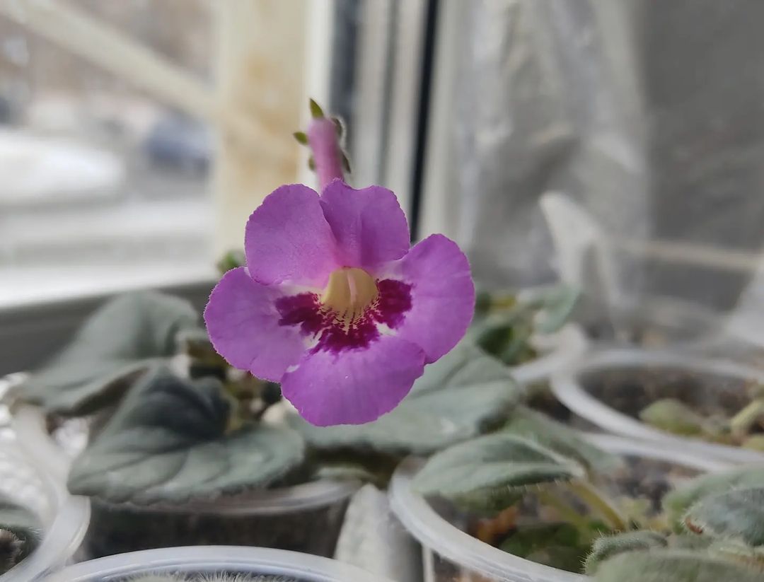 korshun_plants в LOOKY — Первый зацвëл! Первый цветущий сеянец в этом году. Первый се