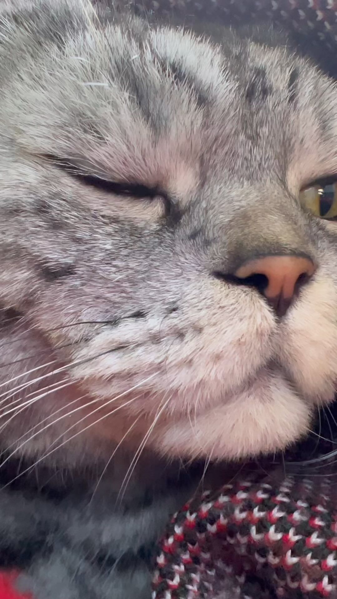 famousniki in LOOKY. #когдатыкот,#котфилософ,#никикот,#котблогер,#famousniki,#любовь. 😻 #когдатыкот #котф...