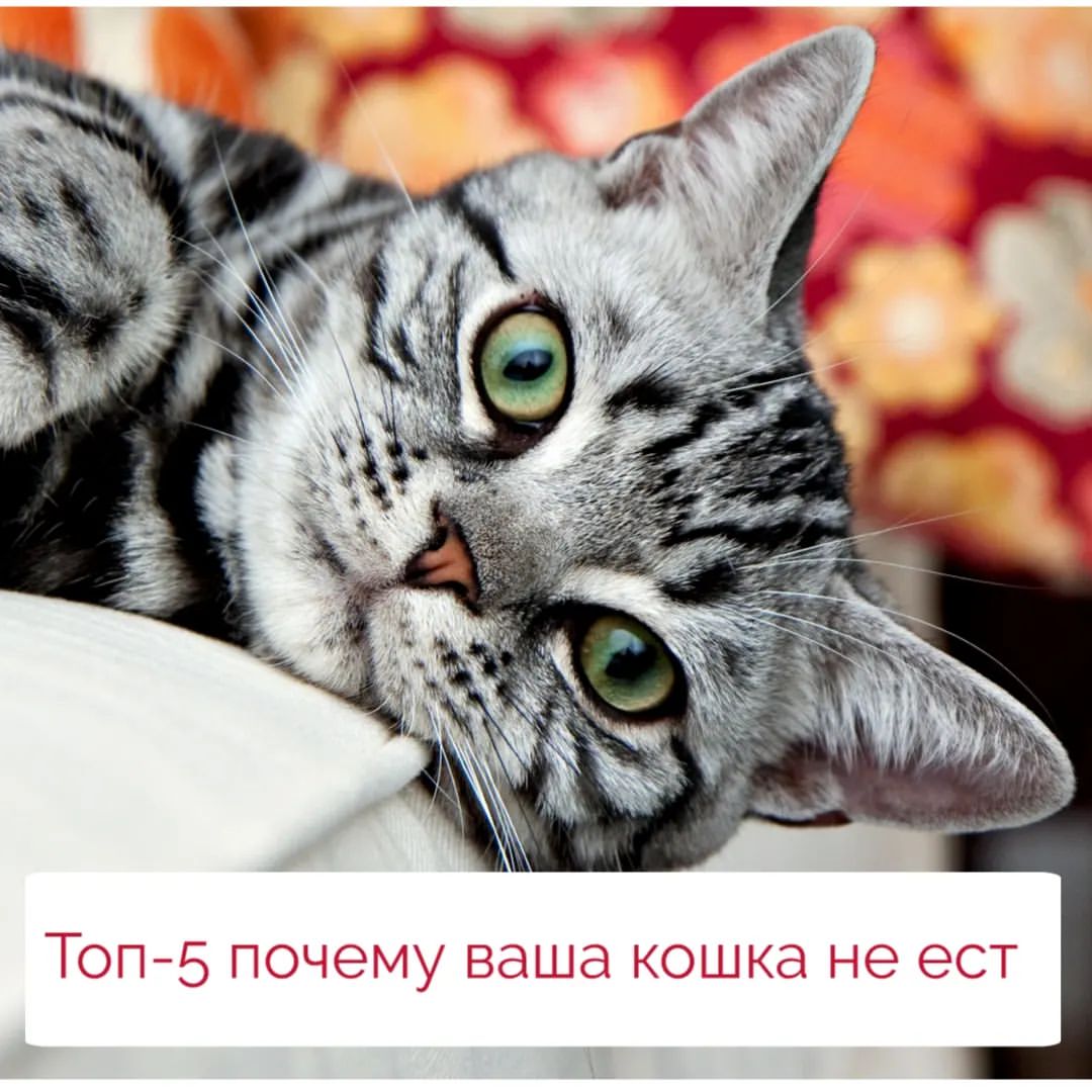 kondorvet_clinic в LOOKY — Топ 5 почему ваша кошка перестала кушать:
 1.Респираторные и