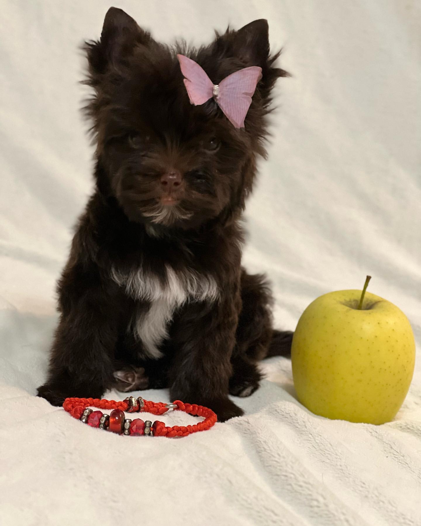 Цветные йорки Мальтипу в LOOKY — фото 4