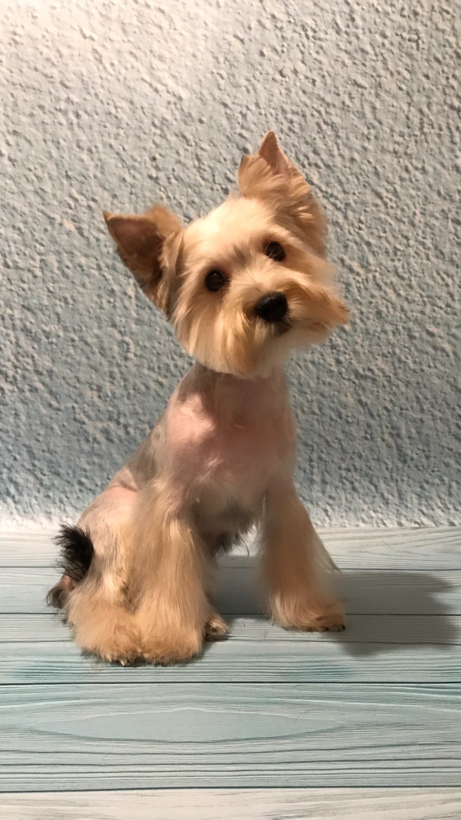 groomer.tih_bezam в LOOKY. #йорк,#стрижкашпица,#стрижкасобактихорецк,#грумингсалонтихорецк,#грумервтихорецке,#стрижкасобаквтихорецке,#groomertih,#sobakitih,#собакитихорецк,#уходзасобакойтихорецк,#грумертихорецк,#триммингтихорецк,#цвергшнауцер,#стрижкасобактихорецкийрайон,#грумингтихорецк,#tih,#dogtih,#бантикиручнойработы,#подстричьсобакутихорецк,#dog,#strijkasobaktihoreck,#вычессобак,#бишон,#груминг,#стрижкайорка,#лучшийгрумертихорецк,#doggroomer,#poodle,#bischonfrise,#dog,#пекинес. Не забудь поставить ...