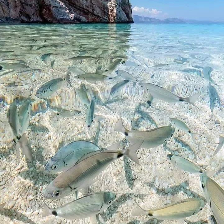 💆💆💆🤩🤩🤩✨✨✨.🐟🐟🐟🐠🐠🐠🐟🌊🏝️🏝️

.
.
.
.
.
.
.
.
.
.
.
.
.
.
.
.
.
.
.
.
 #beach #sun #nature #water #TFLers #ocean #lake #instagood #photooftheday #beautiful #sky #clouds #cloudporn #fun #pretty #sand #reflection #amazing #beauty #shore #waterfoam #seashore #waves #wave