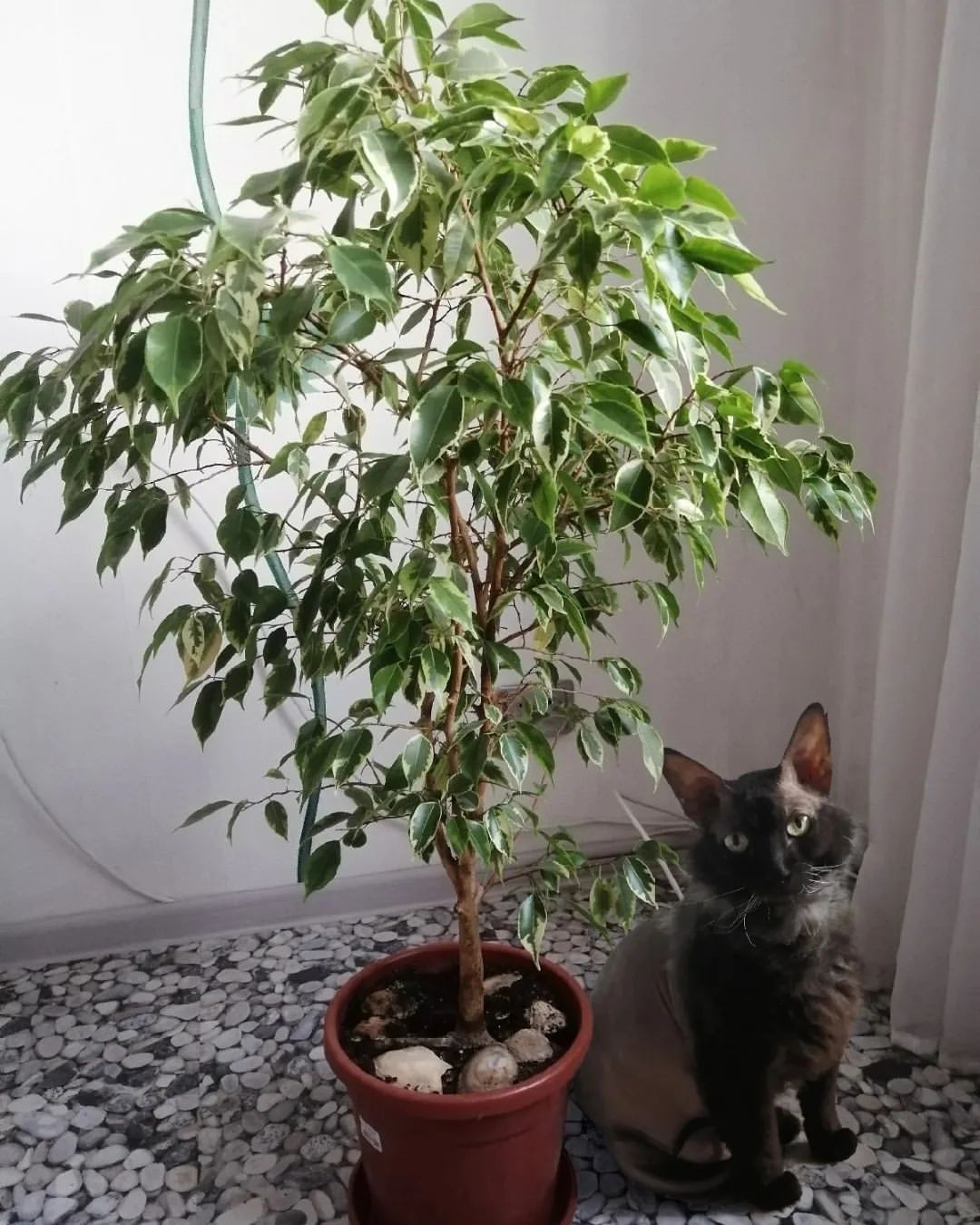 iakov45637 в LOOKY — Доброе утро, друзья ❤️❤️❤️, сижу жду весну☀️☀️☀️, а за окном