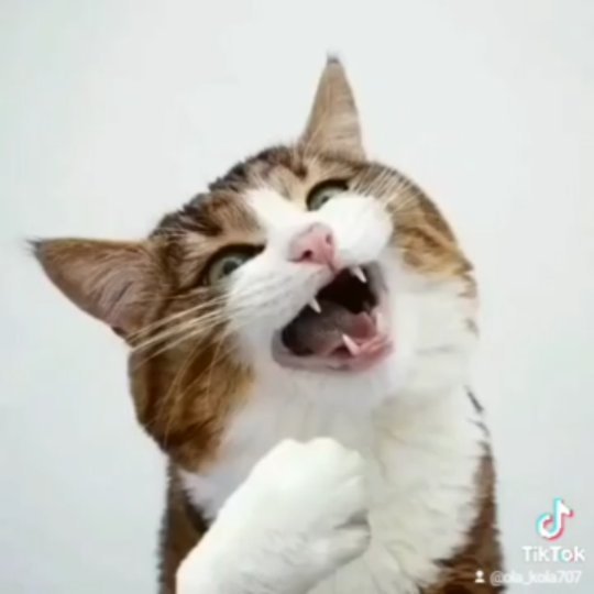 ola_kola707 в LOOKY. #кот,#прикол,#смешноевидео,#рек,#catsoftiktok,#catoftheday,#catlife,#catlover,#meow,#cute,#funny,#memes,#check,#fyp. #кот #прикол  #смешн...