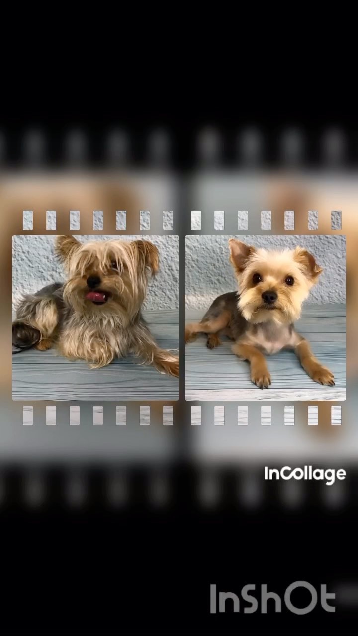 groomer.tih_bezam в LOOKY. #йорк,#стрижкашпица,#стрижкасобактихорецк,#грумингсалонтихорецк,#грумервтихорецке,#стрижкасобаквтихорецке,#groomertih,#sobakitih,#собакитихорецк,#уходзасобакойтихорецк,#грумертихорецк,#триммингтихорецк,#цвергшнауцер,#стрижкасобактихорецкийрайон,#грумингтихорецк,#tih,#dogtih,#бантикиручнойработы,#подстричьсобакутихорецк,#dog,#strijkasobaktihoreck,#вычессобак,#бишон,#груминг,#стрижкайорка,#лучшийгрумертихорецк,#doggroomer,#poodle,#bischonfrise,#dog,#пекинес. Не забудь поставить ...
