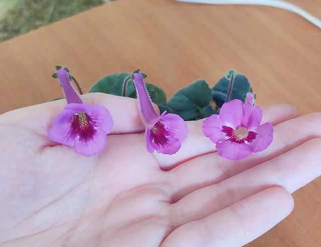 korshun_plants в LOOKY. . Очень интересно расс...