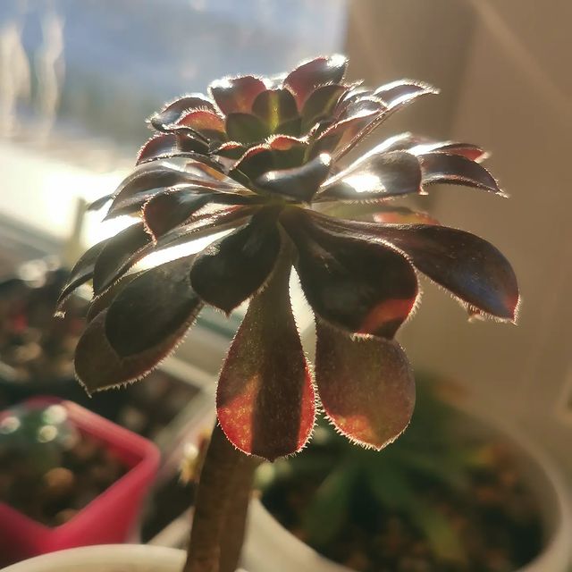 pautinka_club в LOOKY. #эониум,#сукуленты#цветы,#flovers,#succulents,#succulove,#aeonium. Заглянуло весеннее с...