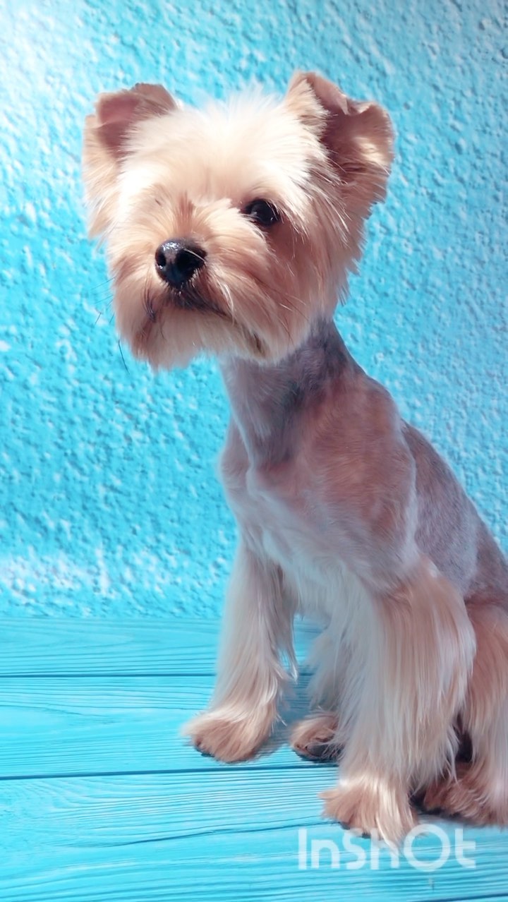 groomer.tih_bezam в LOOKY. #йоркомания,#йорк,#стрижкашпица,#стрижкасобактихорецк,#грумингсалонтихорецк,#грумервтихорецке,#стрижкасобаквтихорецке,#groomertih,#sobakitih,#собакитихорецк,#уходзасобакойтихорецк,#грумертихорецк,#триммингтихорецк,#цвергшнауцер,#стрижкасобактихорецкийрайон,#грумингтихорецк,#tih,#dogtih,#бантикиручнойработы,#подстричьсобакутихорецк,#dog,#strijkasobaktihoreck,#вычессобак,#бишон,#груминг,#стрижкайорка,#лучшийгрумертихорецк,#doggroomer,#poodle,#bischonfrise,#dog. Не забудь поставить ...