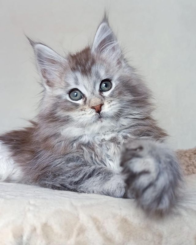 blackmaxhouse в LOOKY. #мейнкун,#мейнкункотята,#мейнкуны,#мейнкунмосква,#мейнкунырулят,#мейнкунпитомник,#maincoon,#maincoonstagram,#maincooncat,#maincoonlovers,#maincoonkitten,#maincooncats,#maincoons. Серебряный тикирован...