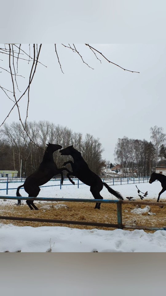 elena10tur в LOOKY. #старожиловскийконныйзавод,#кони,#horses,#лошади. Старожиловский конны...