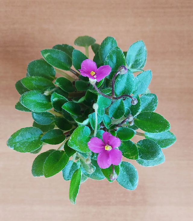 korshun_plants в LOOKY. . Миниатюрный трейлер ...