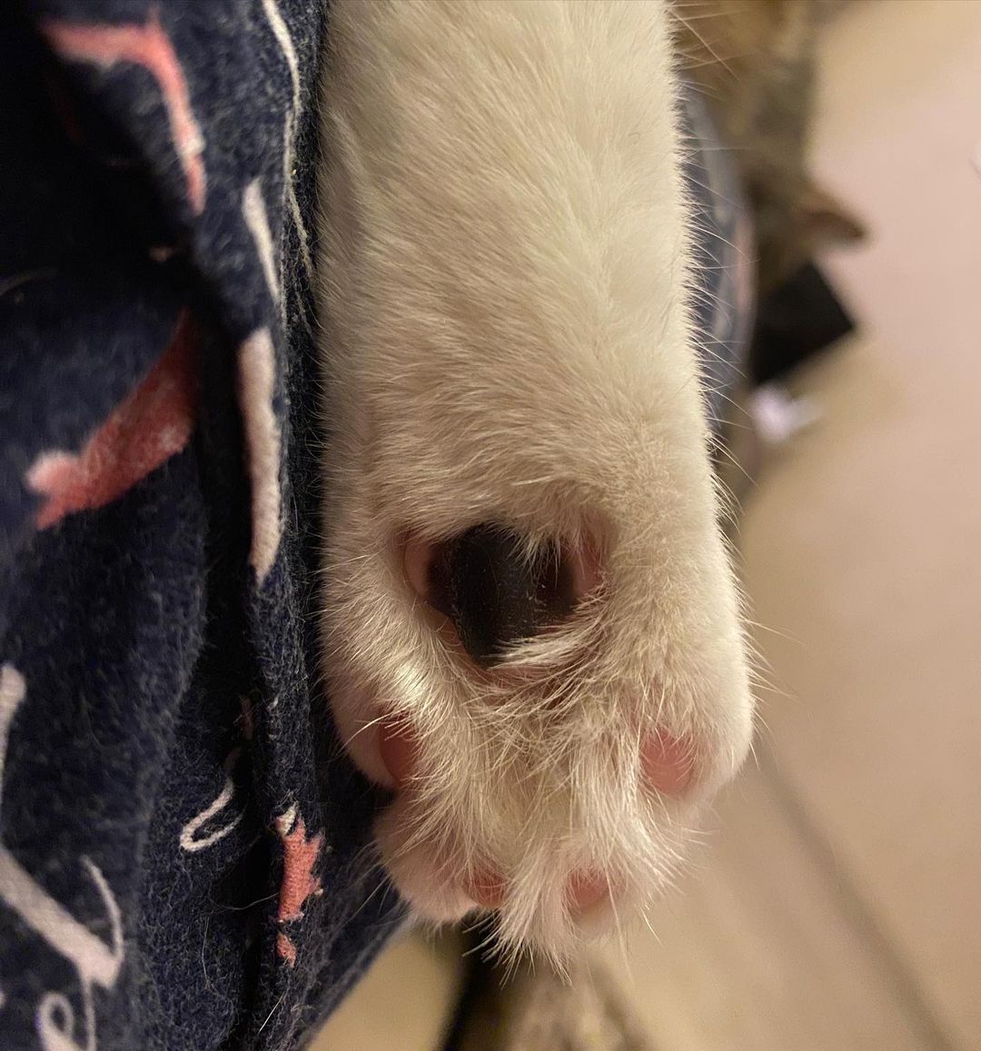 marsik_cat_playful в LOOKY — Моя прекрасная лапа 🐾 

My beautiful paw 🐾 

Я ловец твоих