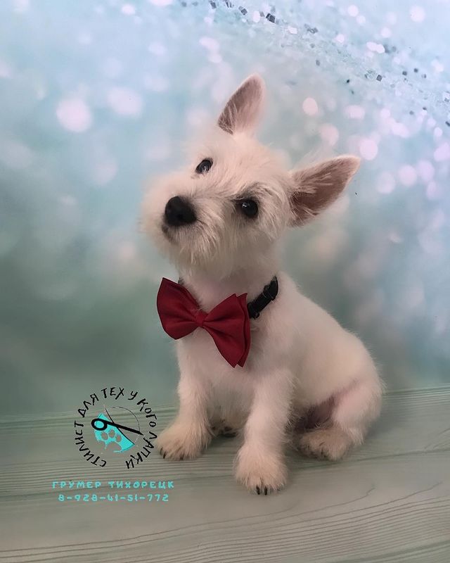 groomer.tih_bezam в LOOKY. #лайктайм💎💎💎,#грумертихорецк,#стрижкасобактихорецк,#студиязверскойкрасотытихорецк,#грумингтихорецк,#likes,#likesforlikes,#likebackteam,#likesreturned,#liker,#liketeam,#likeback,#like4likes,#like4tags,#likebackalways,#instalike,#instalikes,#likeall,#liking,#likealways,#liked,#likesfortags. Только посмотрите ка...