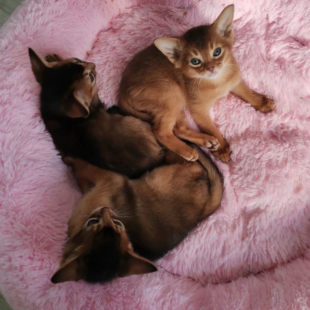 abyssinyancats в LOOKY — #мимими #котята #абиссинская #catsofinstagram #kittens #avai